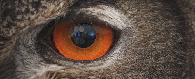 Animais e a ilusões de ótica- perceção visual de peixes e aves