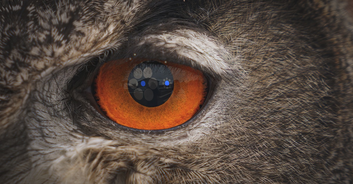 Animais e a ilusões de ótica- perceção visual de peixes e aves